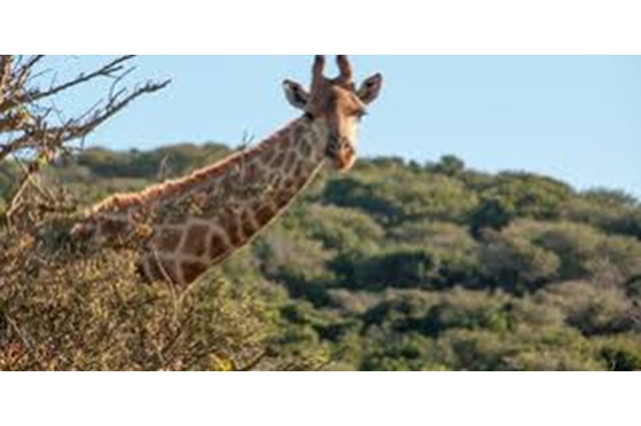 0 Bedroom Property for Sale in Royalston Residential Estate and Wildlife Reserve Eastern Cape
